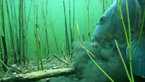 crapi - carp-in-close-up.jpg